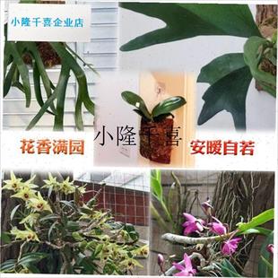 石斛种植板d杉木板杉树板木桩蛇木板吊栽树皮板苔藓树桩吊兰专用l