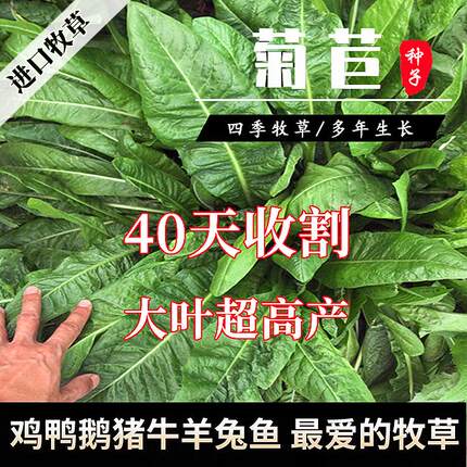 进口将军大叶菊苣种子多年生四季牧草种籽养猪牛羊鱼草籽四季常青