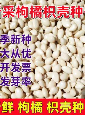 新采枸橘种子枳壳种籽子枸桔积壳树苗嫁接砧木香橙红桔橘柠檬篱笆