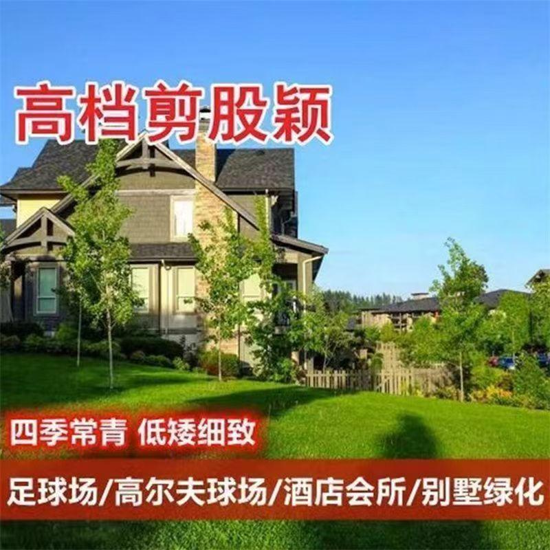 护坡绿化草坪种子狗牙根黑麦草籽四季常青免修剪耐践踏多年生草籽