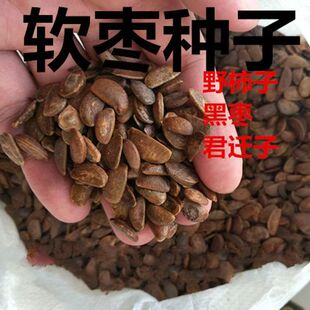 软枣种子君迁子种子嫁接柿子树核桃树猕猴桃树砧木黑枣野柿子种子