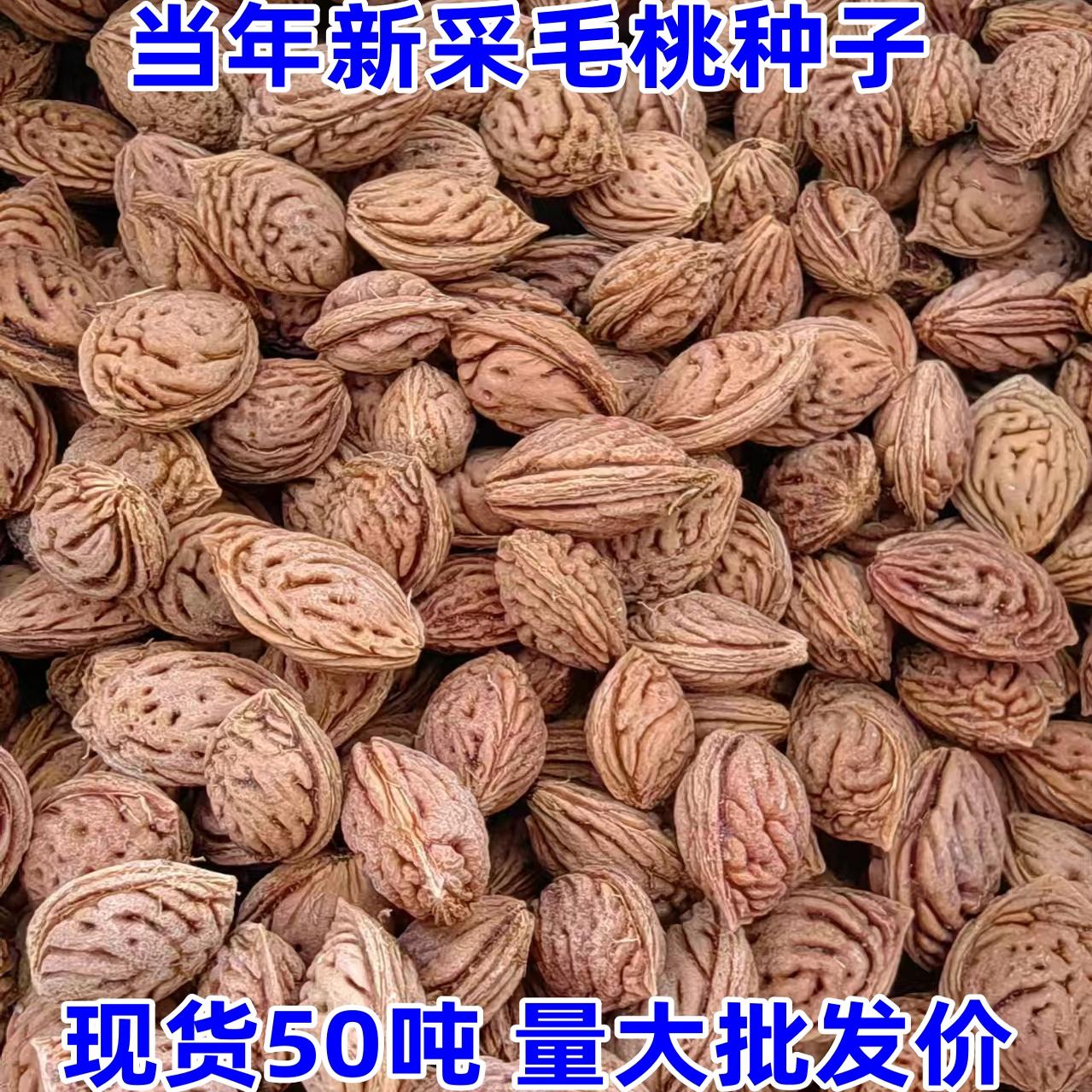 新采野生毛桃种子嫁接桃李梅花树