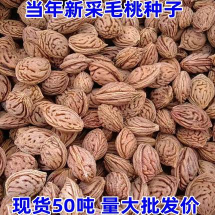 新采野生毛桃种子山桃种子桃核原籽毛桃树嫁接桃李梅花树砧木散籽