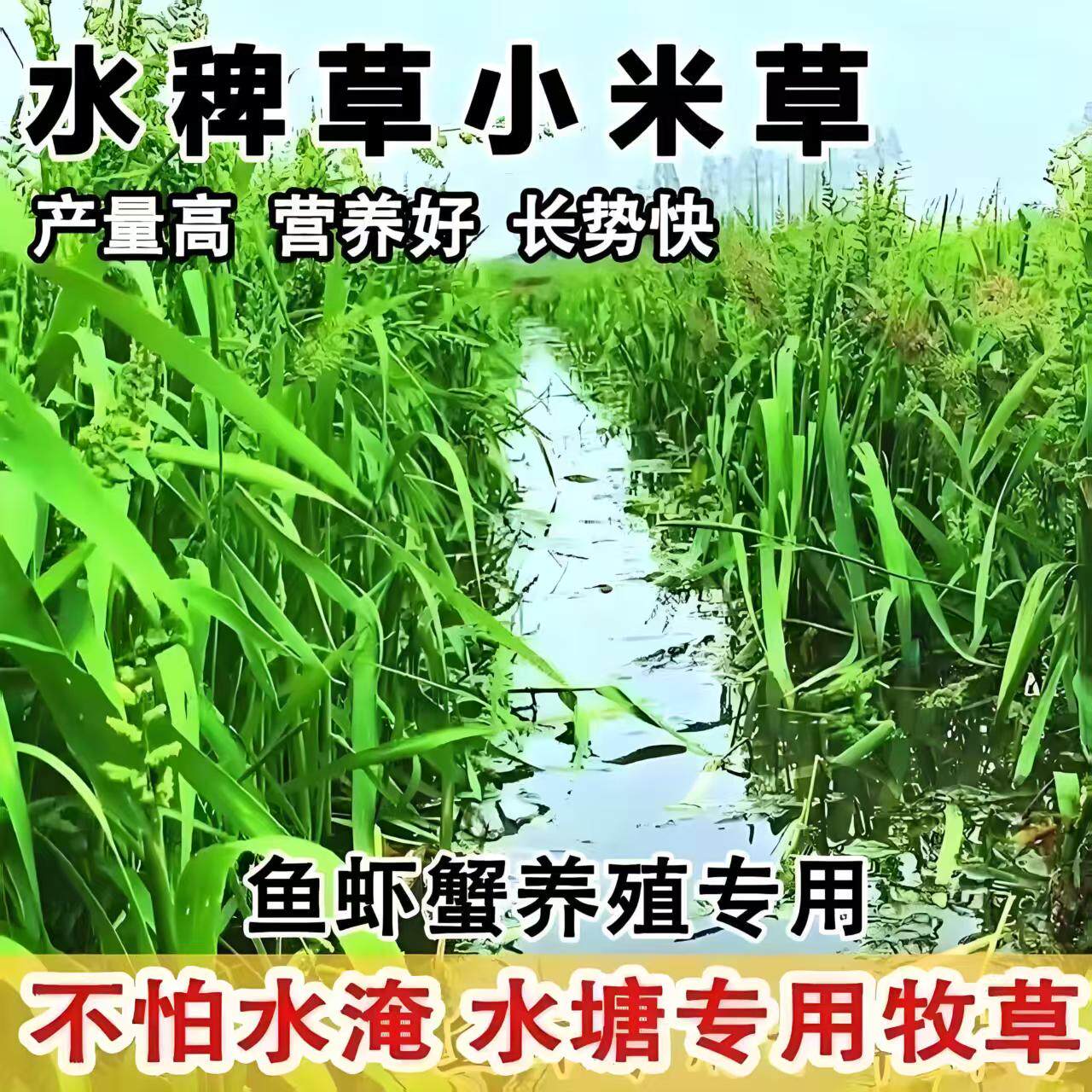 小米草种子鱼塘养殖四季专用水草