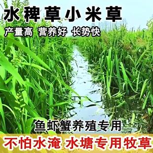 优质小米草种子水草种耐水淹鱼虾蟹专用草种籽雀叶稗湖南稗子包邮