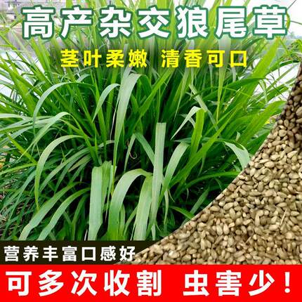 杂交狼尾草种子牧草种子狗尾草种子绿化护坡四季养植观赏种籽批发