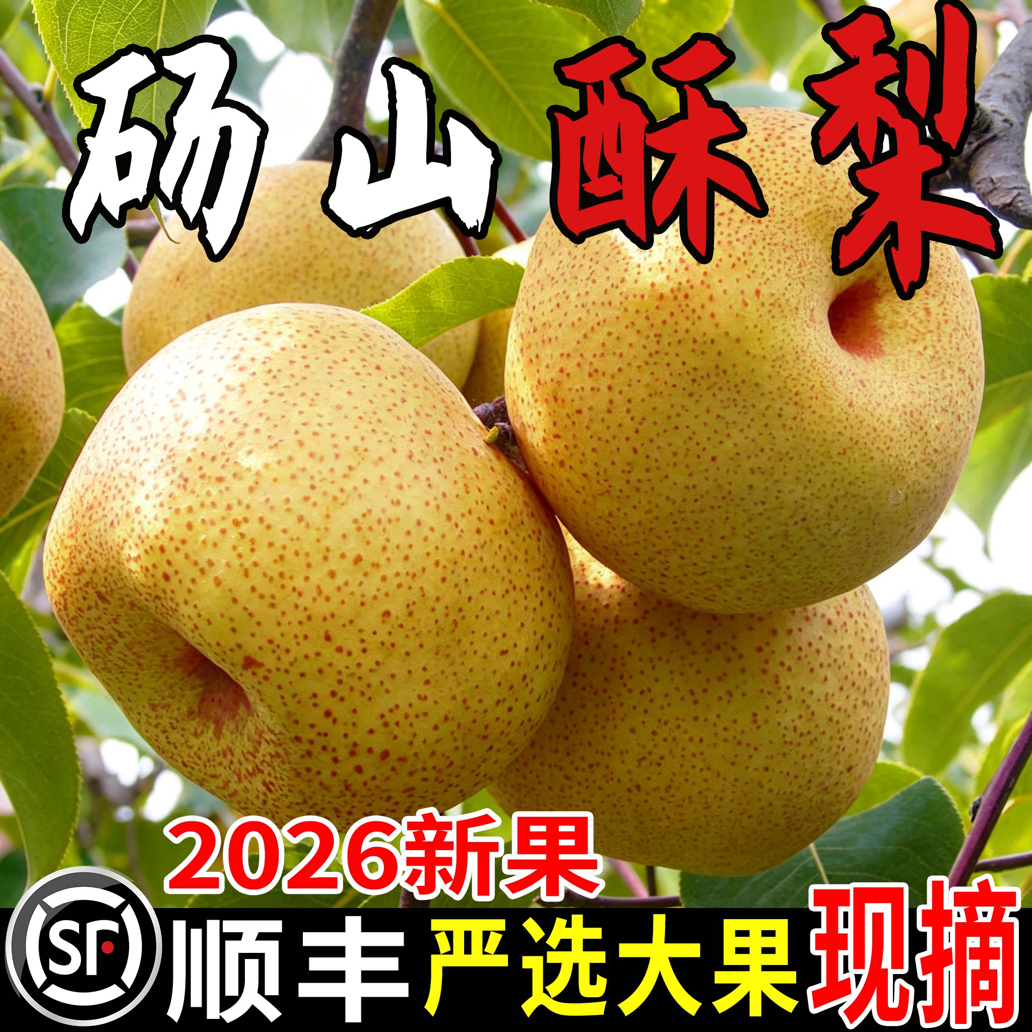 【顺丰】正宗砀山酥梨9斤新鲜脆
