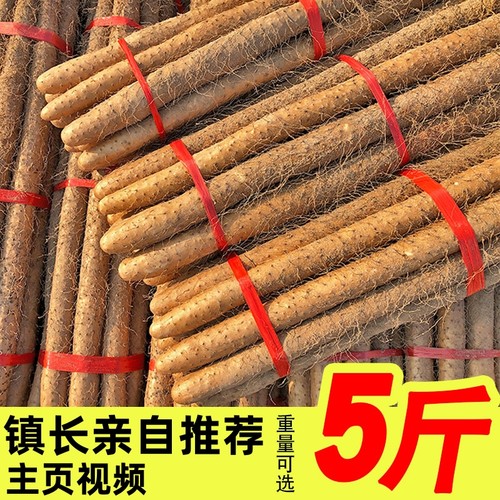 新鲜现挖杆铁棍山药产地发