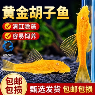 黄金胡子鱼黄金大胡子鱼除藻鱼观赏鱼清洁鱼鼠鱼清道夫鱼黄金大帆