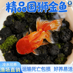 红狮金鱼国师鱼冷水鱼金鱼活鱼淡水锦鲤活体好养耐活不加温观赏鱼