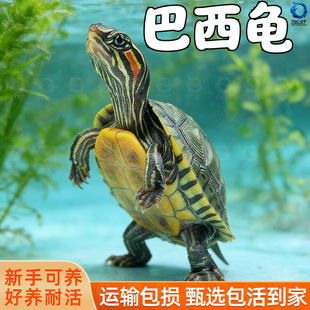 红耳龟乌龟活物大巴西龟小长寿观赏宠物龟黄金巴西龟绿色情侣草龟