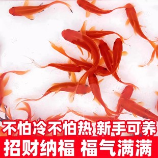 草金鱼好养耐活长尾大红草观赏鱼锦鲤活体冷水鱼淡水鱼金鱼红草鱼