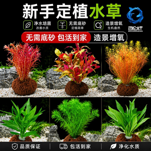 鱼缸水草植物真造景阴性榕蜈蚣绿