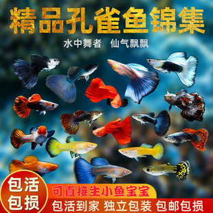 孔雀鱼活体鱼苗观赏鱼小鱼金鱼热带淡水好养耐活斑马鱼缸小型凤尾