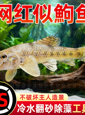 似鮈鱼不用加温原生冷水鱼翻砂工具鱼推土机除藻吃鱼便活体鱼