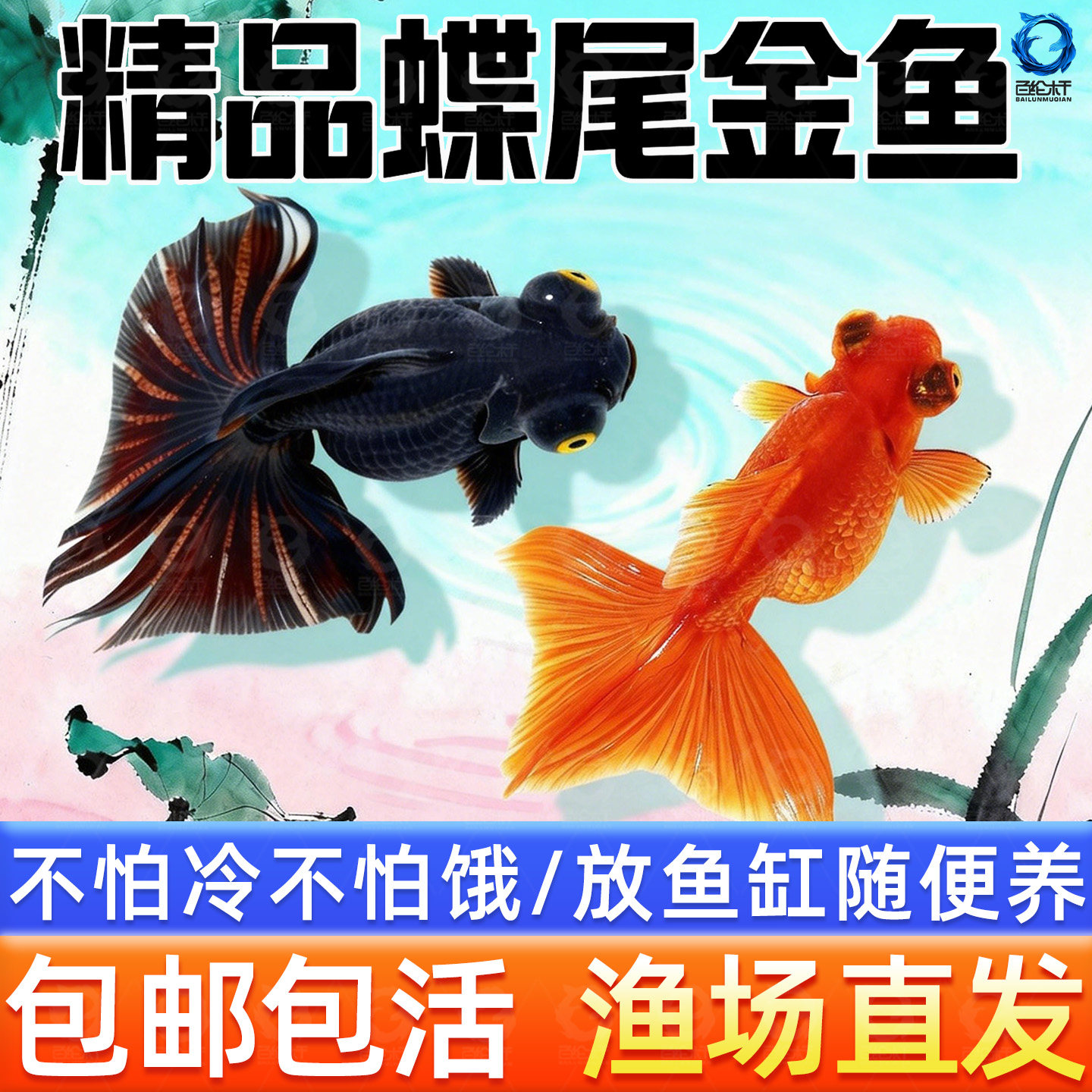 蝶尾金鱼活鱼观赏鱼小型淡水好养冷水鱼锦鲤泰狮子头兰寿草金鱼苗,宠物/宠物食品及用品,其它水族宠物,淘宝优惠券,粉丝福利购,淘宝优惠卷