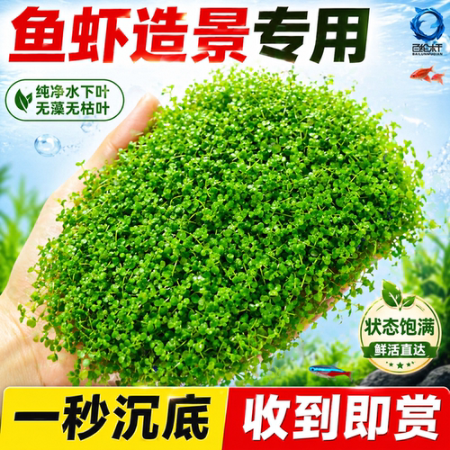 爬地矮珍珠水草日本趴地矮珍珠水草植物生态鱼缸造景专用净化水质