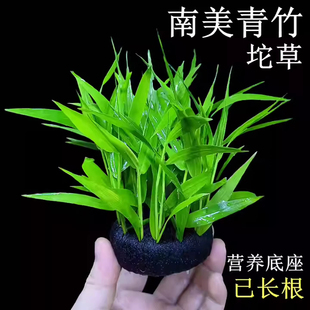新手懒人养鱼青竹水草植物真草鱼缸水草造景鱼草缸绿植活净水后景