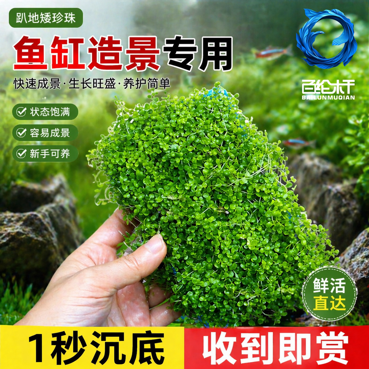 爬地矮珍珠水草日本趴地矮珍珠水草植物生态鱼缸造景专用净化水质