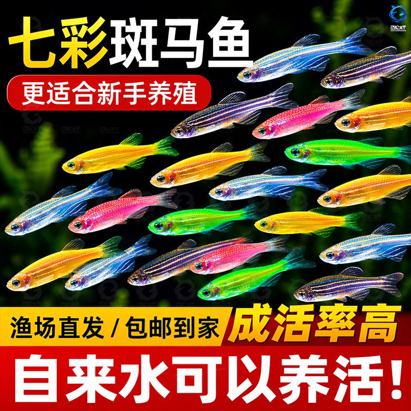 热带观赏鱼七彩斑马鱼红绿灯科鱼小型冷水淡水群游好养活的练手鱼