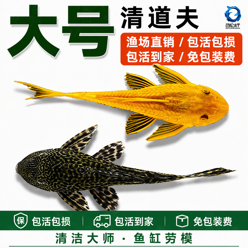 清道夫鱼缸清洁工金苔鼠观赏鱼热带女王淡水吃垃圾粪便清理藻类