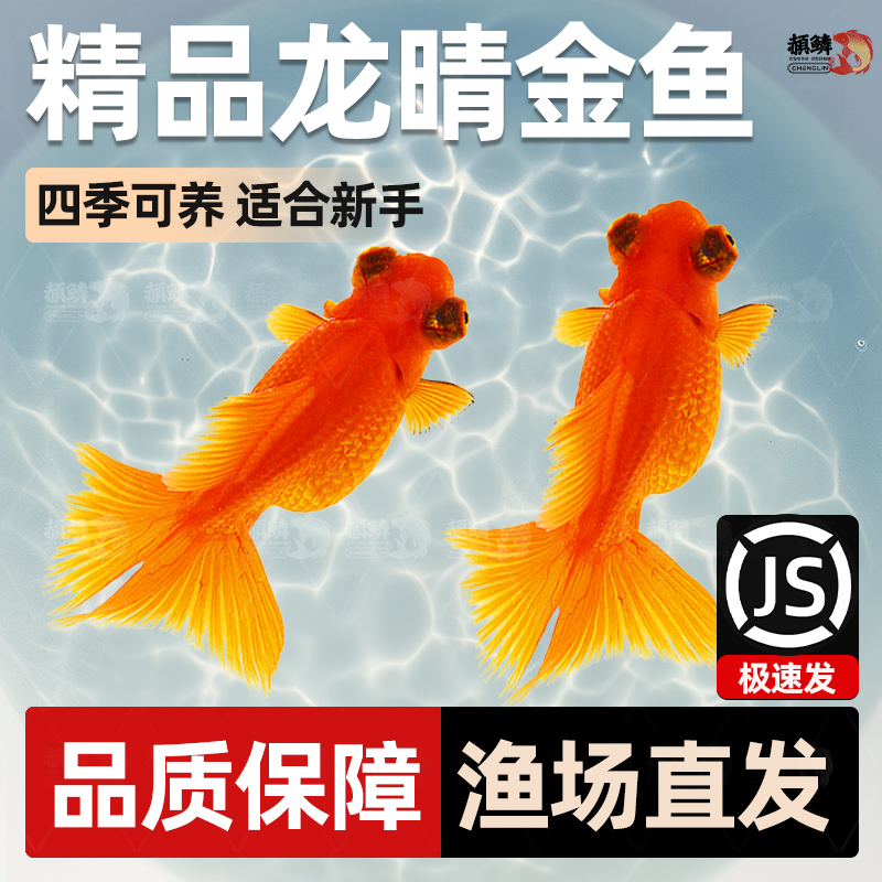 龙睛金鱼活鱼红龙睛国粹观赏鱼新手好养易耐活冷水淡水鱼锦鲤鱼苗