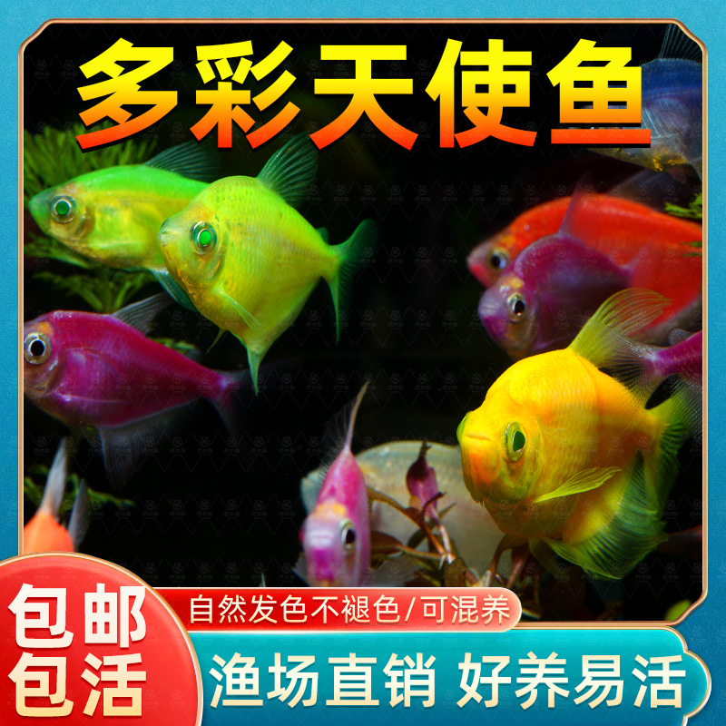 天使鱼观赏鱼热带鱼群游鱼懒人小型淡水好养耐活鱼苗孔雀鱼斑马鱼