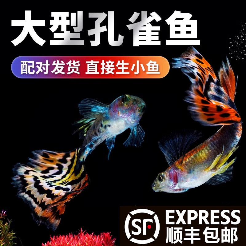 顺丰孔雀鱼活鱼热带鱼观赏鱼活体鱼缸淡水冷水好养耐活鱼苗凤尾鱼