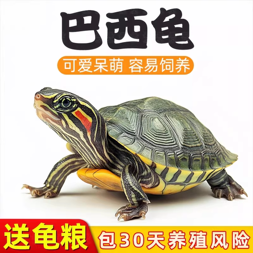 巴西龟大乌龟活物家养好养小型乌龟活体观赏宠物龟水龟情侣龟龟苗