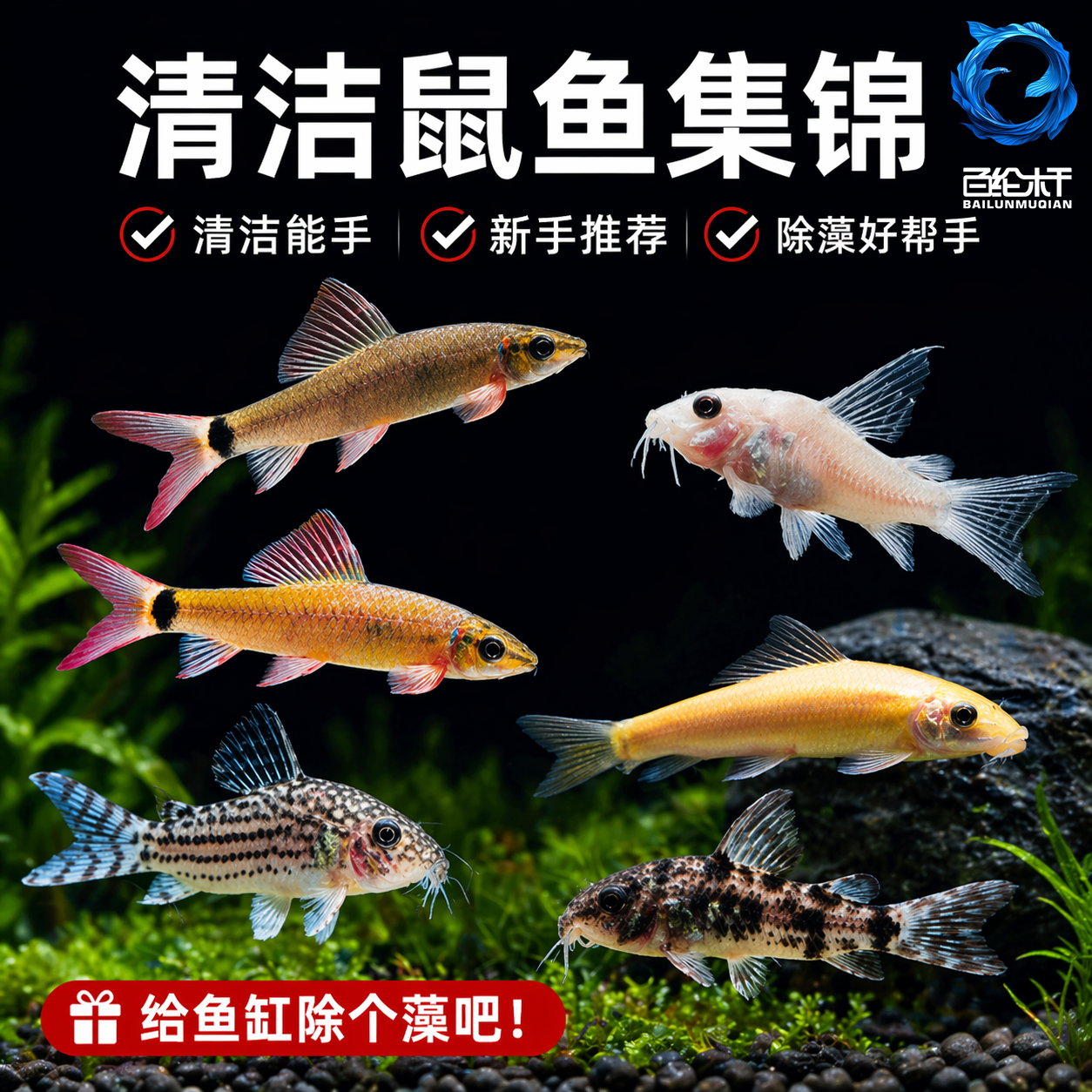 老鼠鱼清道夫金苔鼠胡子底栖鱼除藻清洁工具鱼热带观赏鱼三间鼠