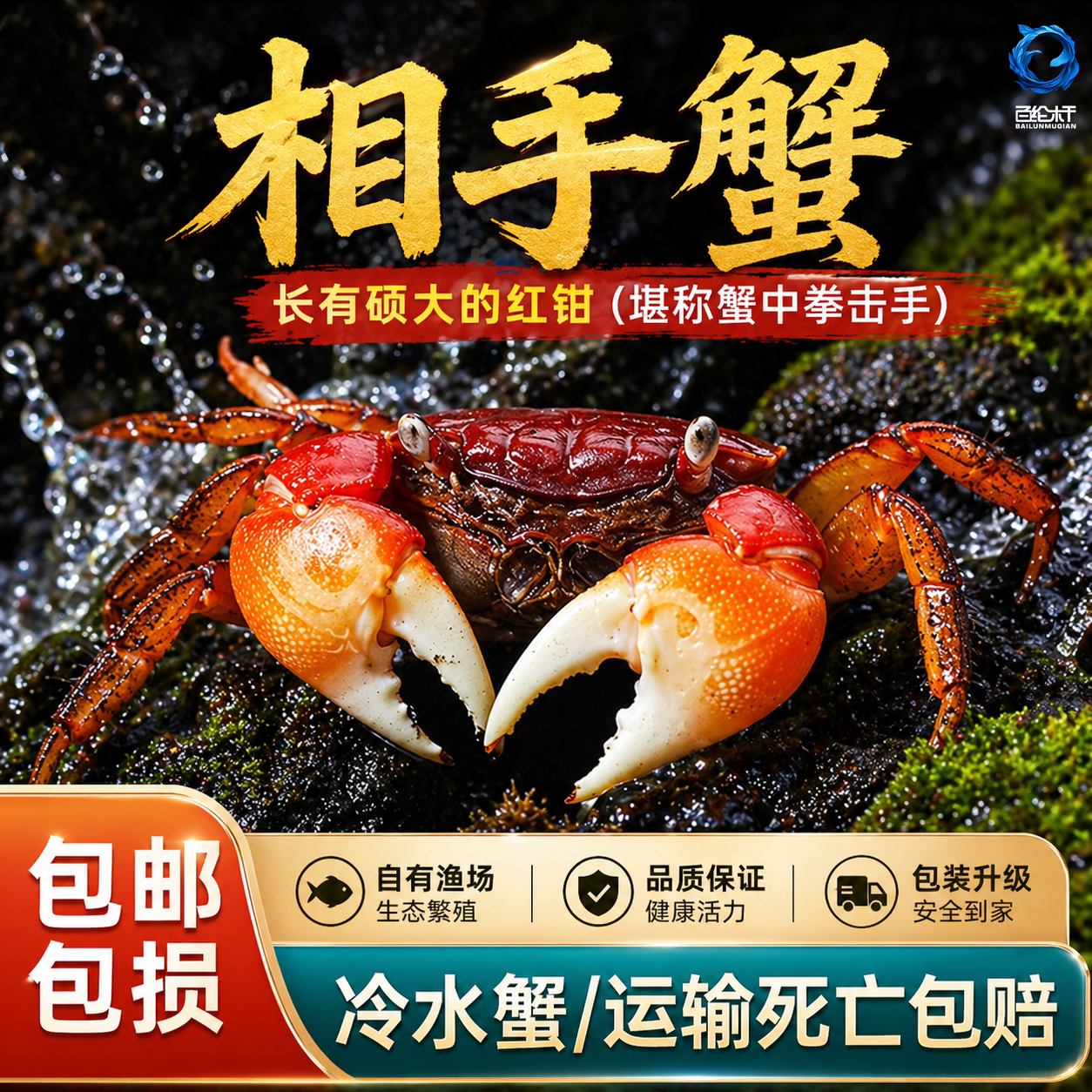 红鳌相手蟹宠物小螃蟹活体爬宠鱼缸观赏蟹深水蟹原生淡水蟹将军蟹图片