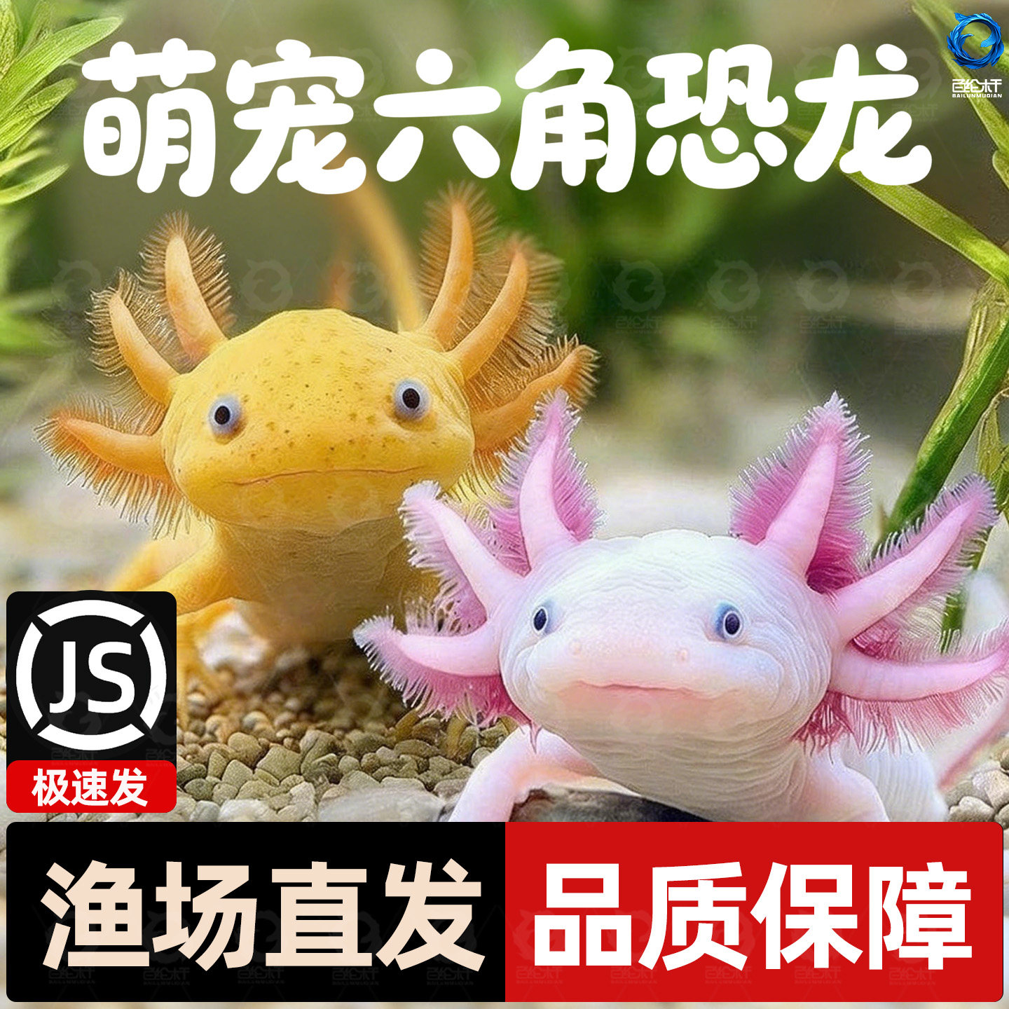 六角恐龙鱼冷水鱼蝾螈水族宠物鱼六角龙淡水鱼好养活鱼观赏网红鱼,宠物/宠物食品及用品,其它水族宠物,淘宝优惠券,粉丝福利购,淘宝优惠卷