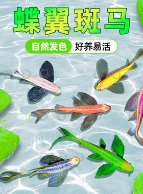 蝶翼斑马鱼长尾长鳍大帆翡翠绿观赏鱼龙凤冷水小型淡水好养小活鱼