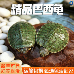 红耳龟乌龟活物大巴西龟小长寿观赏宠物龟黄金巴西龟绿色情侣草龟