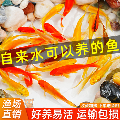黄金锦鲤活鱼金鱼冷水观赏鱼纯种小型活体淡水好养耐活红草金鱼苗