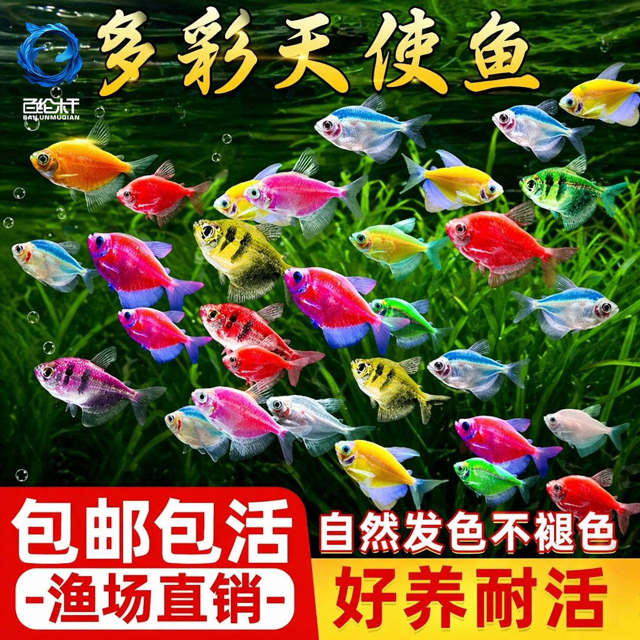 天使鱼大号观赏鱼热带鱼淡水好养耐活群游七彩紫天使红柠檬黄