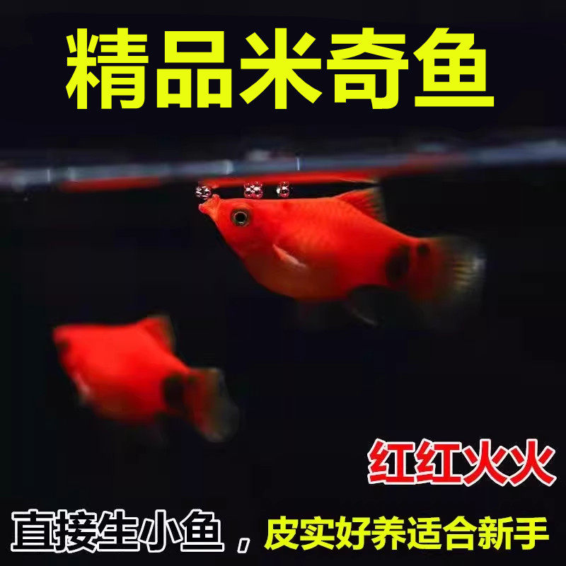 米奇鱼 月光鱼 胎生鱼 小型鱼 观赏鱼 新手推荐 好养活新手鱼包邮