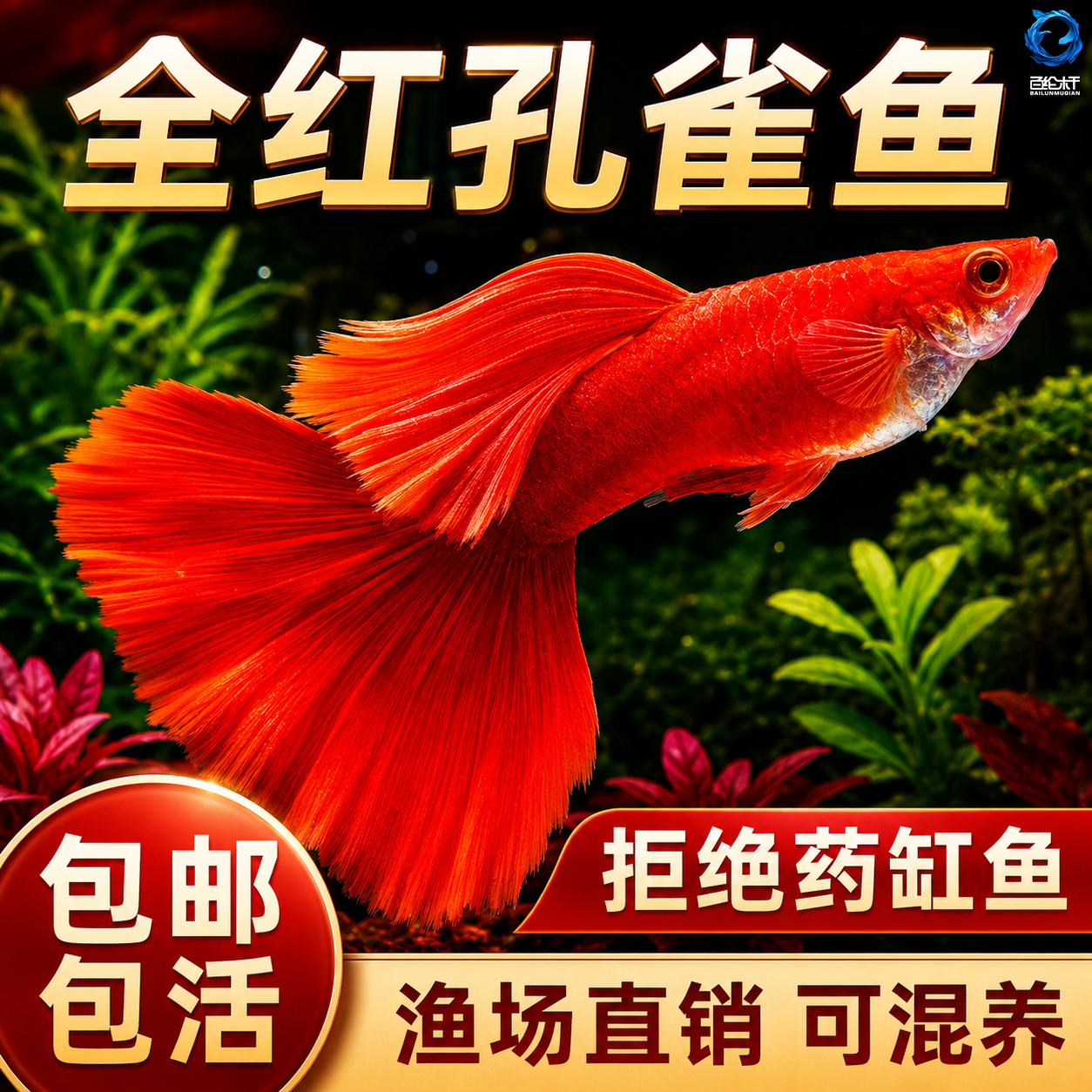 全红孔雀鱼纯种孕母繁殖组下崽狂魔好养热带鱼鱼苗观赏鱼胎生鱼