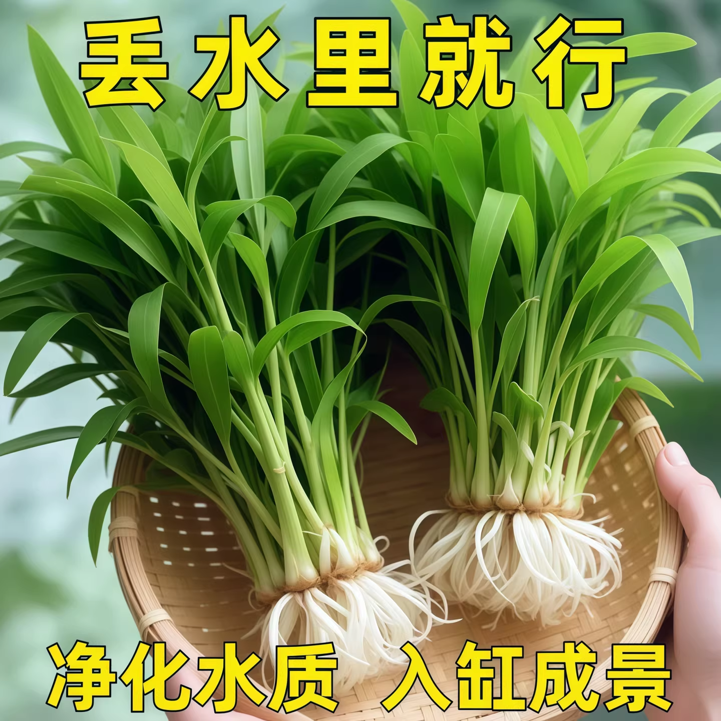 新手懒人养鱼南美青竹水草植物真草鱼缸水草造景鱼草缸活净水后景