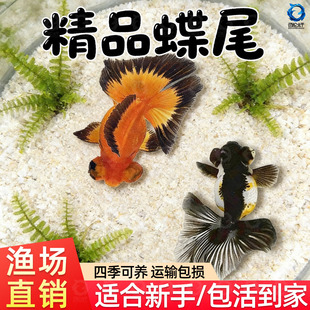 龙睛金鱼冷水观赏鱼大眼黑金鱼苗墨龙睛鱼好养耐活蝶尾金鱼活鱼