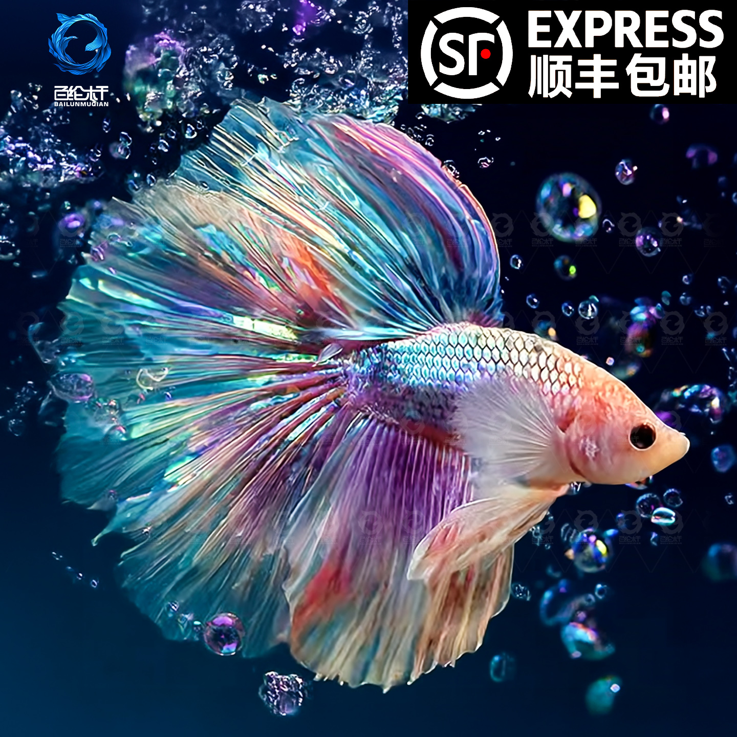 顺丰网红婚纱泰国斗鱼半月活体好养无需打氧观赏鱼宠物热带淡水鱼