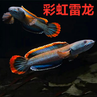 彩虹雷龙鱼阿萨姆小型凶猛淡水鱼苗观赏鱼蓝帆奶茶冷水观赏鱼好养