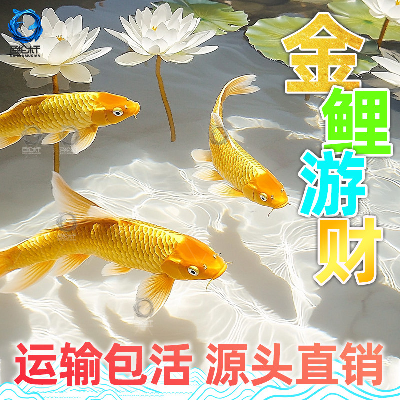黄金锦鲤活鱼淡水鱼金鱼活鱼好养耐活冷水鱼鱼苗活体小金鱼观赏鱼,宠物/宠物食品及用品,其它水族宠物,淘宝优惠券,粉丝福利购,淘宝优惠卷
