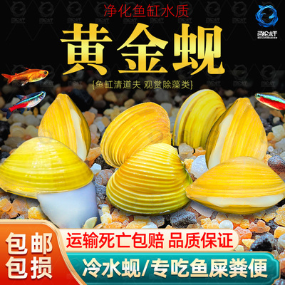 黄金蚬专吃鱼屎粪便净水河蚌冷水清道夫淡水观赏鱼清洁工具观赏螺
