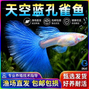 天空蓝孔雀鱼孕母小型热带鱼凤尾鱼精品纯种淡水好养耐活观赏鱼