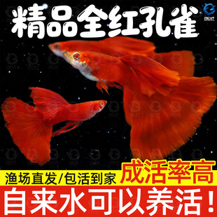 精品美国全红孔雀鱼活鱼热带鱼苗观赏鱼小型凤尾鱼大尾巴好养耐活