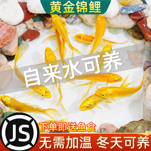 黄金锦鲤活鱼淡水鱼金鱼活鱼好养耐活冷水鱼鱼苗活体小金鱼观赏鱼