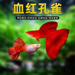 孔雀鱼凤尾鱼观赏小鱼斑马鱼金鱼热带鱼冷水鱼观赏鱼好养易活