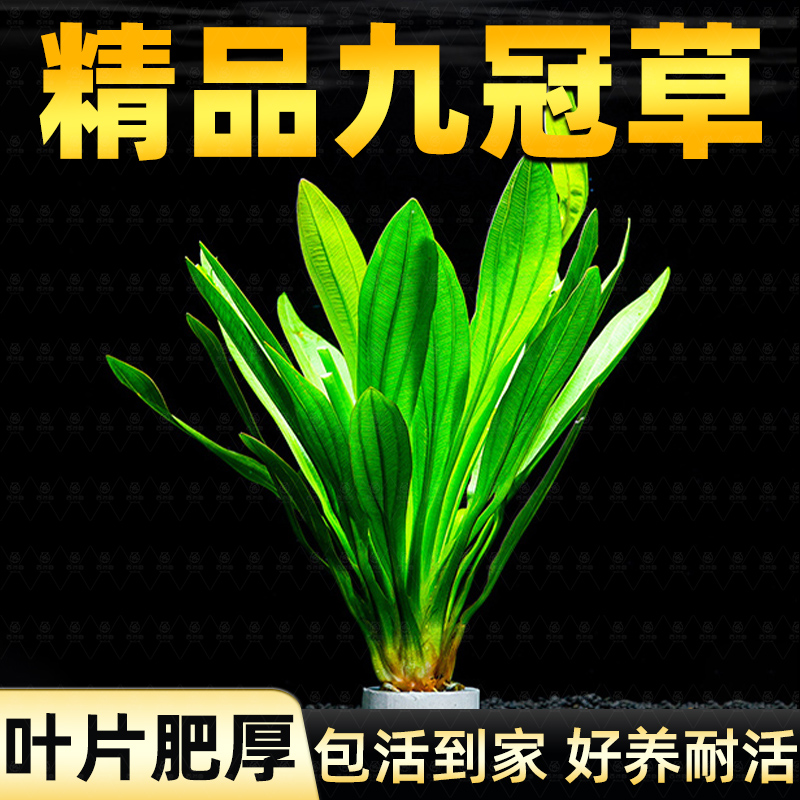 皇冠水草迷你九大叶绿鱼缸植物阴