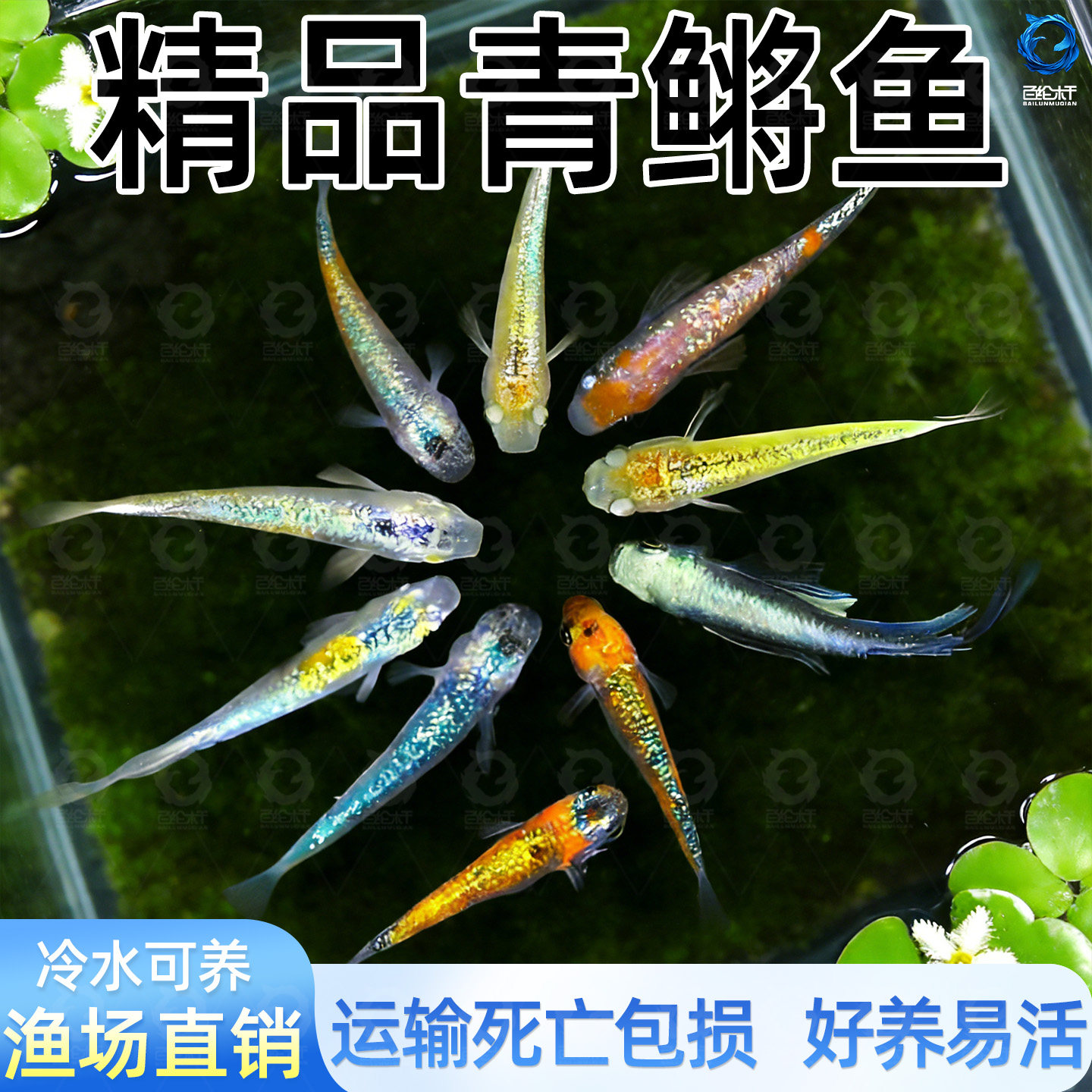 观背青鳉观赏鱼魔法鱼冷水淡水小型锦鲤金鱼活体不打氧好养易活,宠物/宠物食品及用品,其它水族宠物,淘宝优惠券,粉丝福利购,淘宝优惠卷